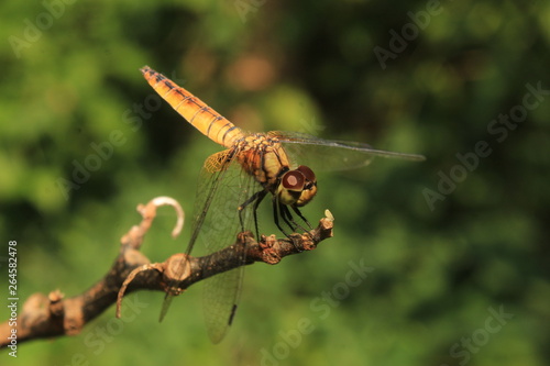 DRAGONFLY NATURE © #CHANNELM2