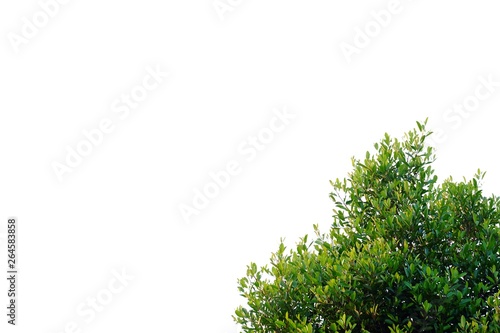 Tropical tree leaves with branches growing in a garden on white isolated background for green foliage backdrop 