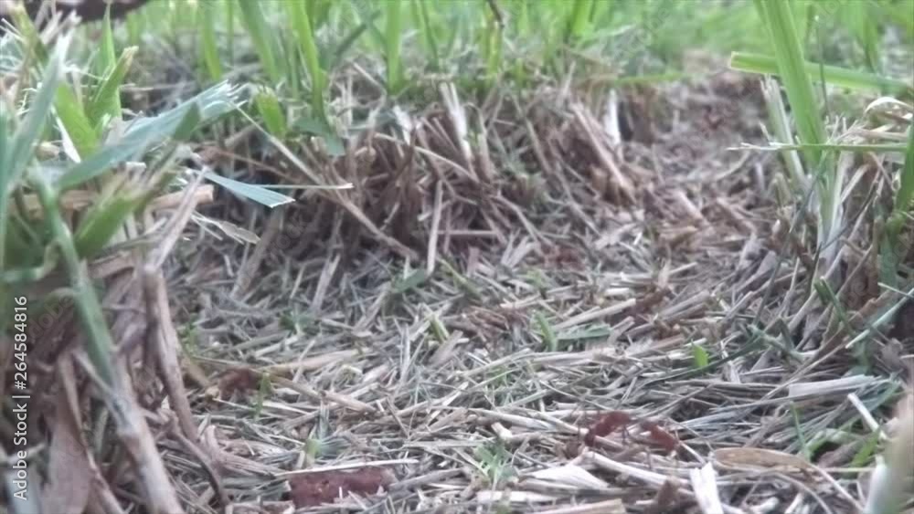 Trail of ants in the backyard, evidencing that there are some individuals who outstrip the group. Trail of ants in the backyard, evidencing that there are some individuals who outstrip the group.