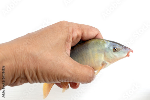 Fototapeta Naklejka Na Ścianę i Meble -  Blue Botia in hand isolated on white background ,Freshwater fish
