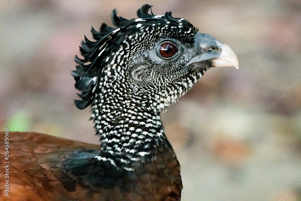 Fototapeta premium Head shot of a Curassow