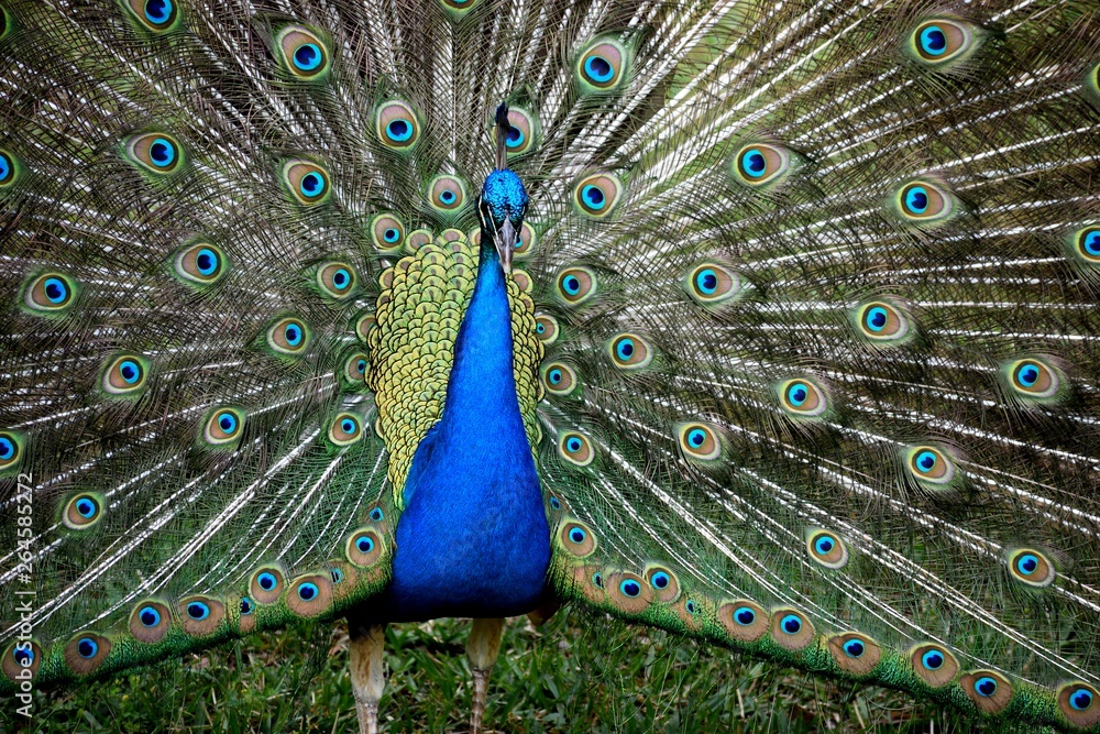 Obraz premium Vibrant color peacock in the wild showing off feathers background