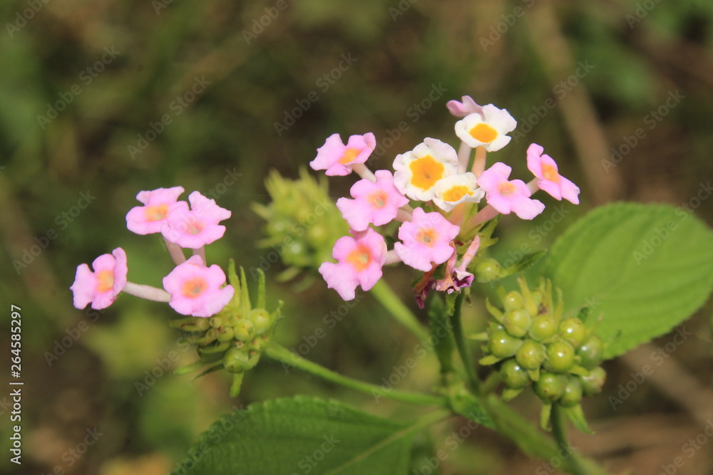 Pink lantana camara flowers in nature.Lantana camara is a species of flowering plant within the verbena family (Verbenaceae), native to the American tropics.
