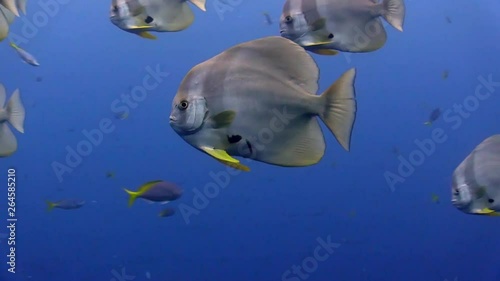 Close up of Batfish swimming at Sail Rock, Koh Tao photo