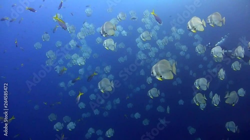 Huge School of Batfish at Sail Rock, Koh Tao photo