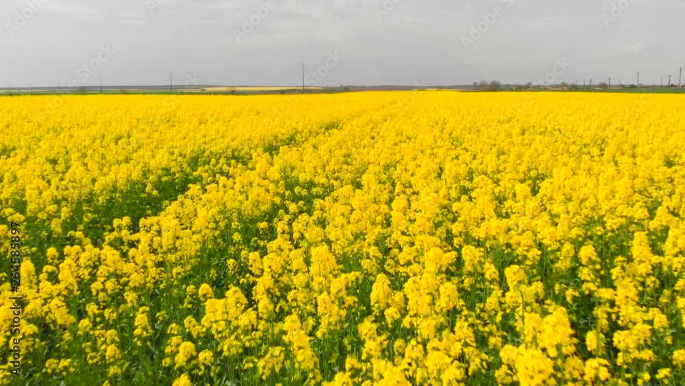 Aerial shot as flying over a canola field, than raising up higher to reveal a cultivated lands Aerial shot as flying over a canola field, than raising up higher to reveal a cultivated lands