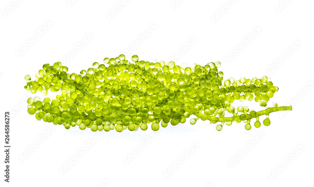 Umi-budou, grapes seaweed or green caviar isolated on white background Umi-budou, grapes seaweed or green caviar isolated on white background