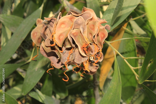  Acacia auriculiformis fruit and seeds,commonly known as auri, earleaf acacia, earpod wattle, northern black wattle, Papuan wattle, and tan wattle, akashmoni. photo