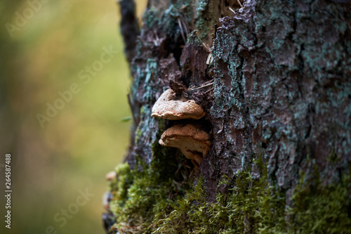 Mushroom (Phellinus robustus) on the bark of oak.