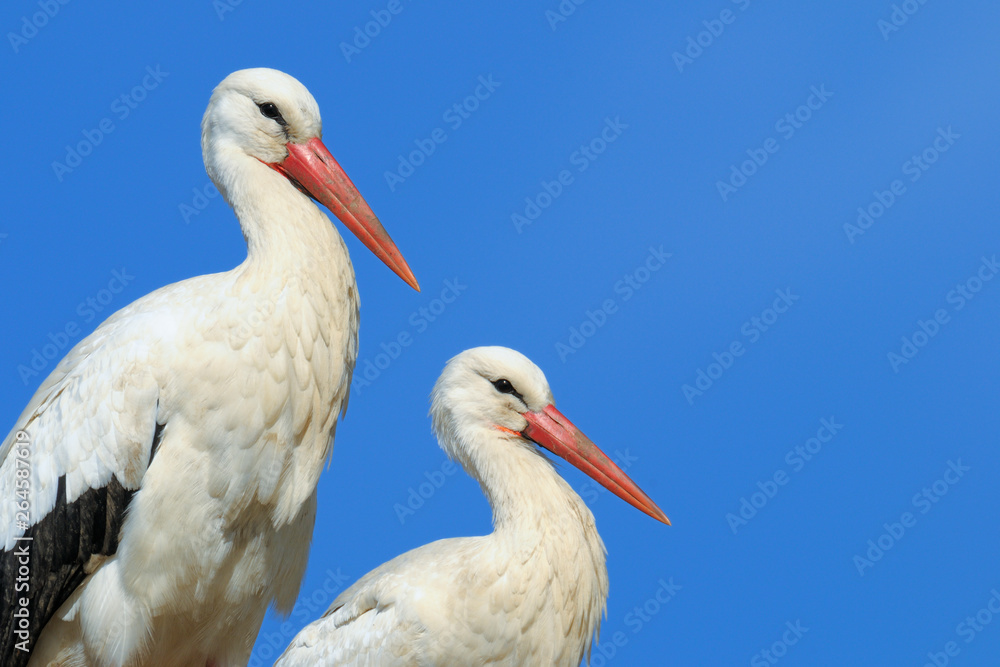 White storks (Ciconia ciconia), Germany, Europe White storks (Ciconia ciconia), Germany, Europe