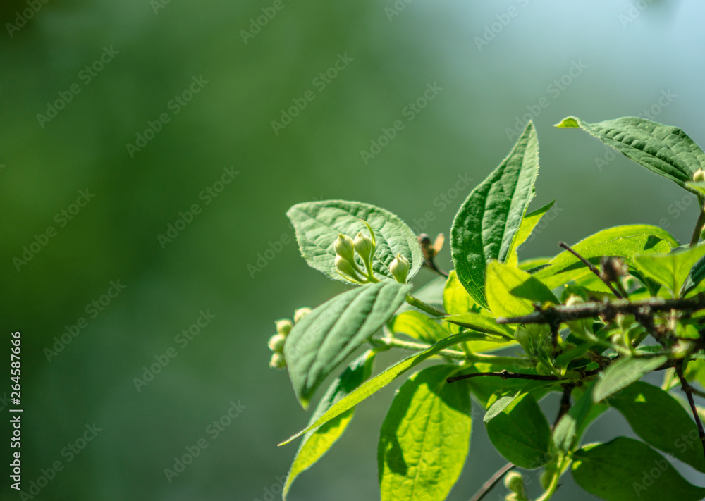 Green plant Green plant