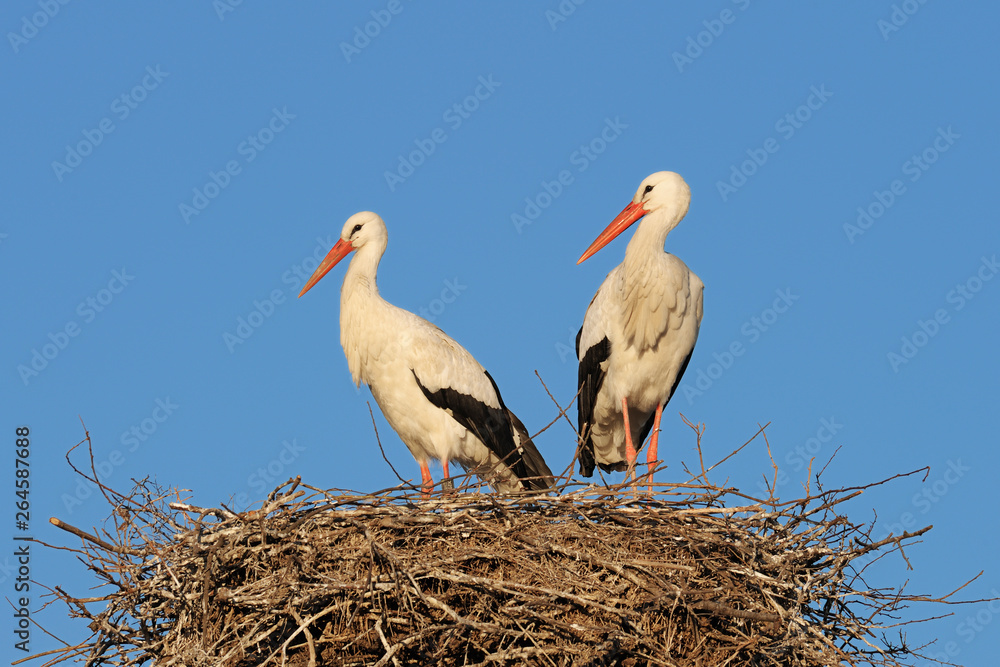 White Storks (Ciconia ciconia) on nest, Germany, Europe White Storks (Ciconia ciconia) on nest, Germany, Europe