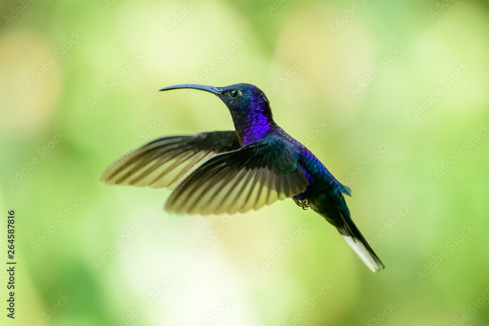 Obraz premium Violet Sabrewing in flight