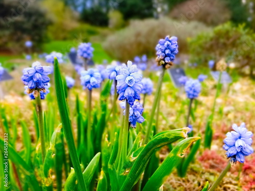 Muscari (bluebells) is a genus of perennial bulbous plants native to Eurasia that produce spikes of dense, most commonly blue, urn-shaped flowers resembling bunches of grapes in the spring