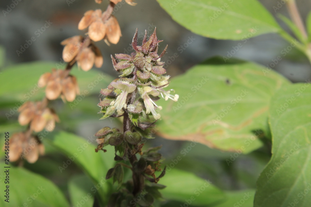 African Blue Basil (Ocimum kilimandscharicum, basilicum 'Dark Opal') Camphor Basil – Kapoor Tulsi Flowers and buds blooming.is one of a few types of basil that are perennial. It is a sterile hybrid.