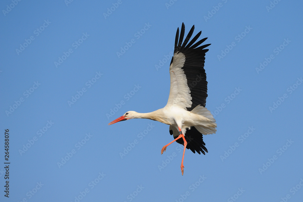 Flying White Stork (Ciconia ciconia), Germany, Europe Flying White Stork (Ciconia ciconia), Germany, Europe