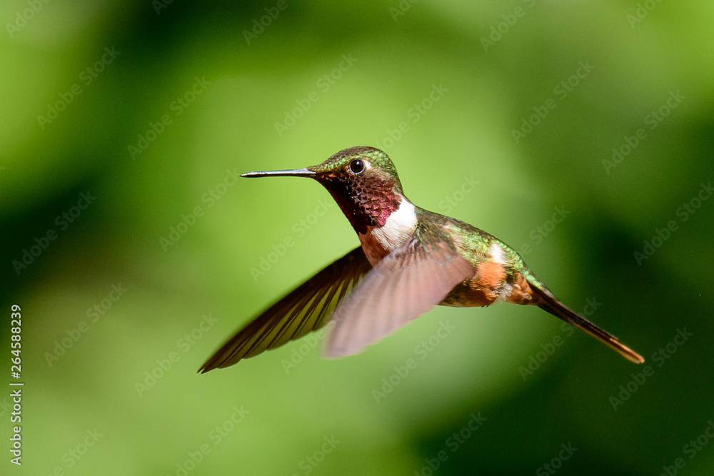 Fototapeta premium Magenta throated woodstar in flight