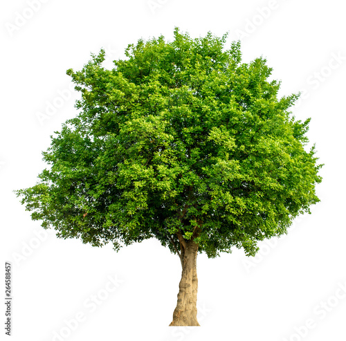 The green sacred tree is completely separated from the white background. Scientific name Maerua siamensis (Kurz) Pax.