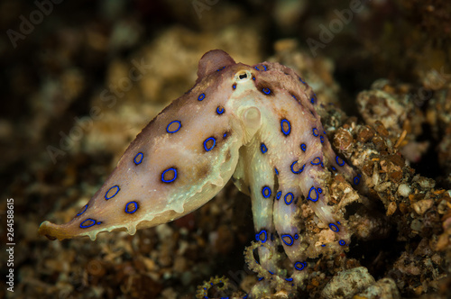 Blue-Ring Octopus
