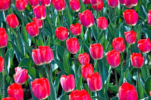 group of flowers  pink and red tulips in full bloom in a botanical garden in spring