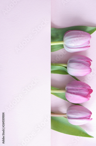 Seasonal tulips
