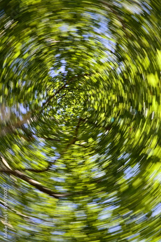 Blurry spinning view from the bottom of trees, green leaves with a spiral movement effect and bright sunny sky on background