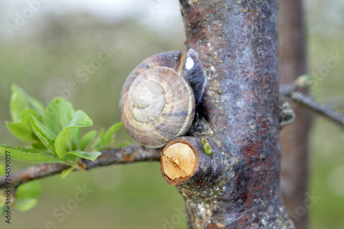 Snail shell on the plum tree in the garden