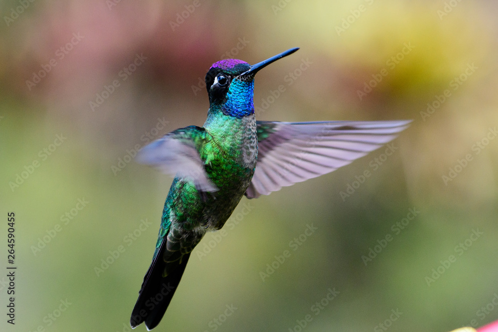Fototapeta premium Magnificent hummingbird in flight