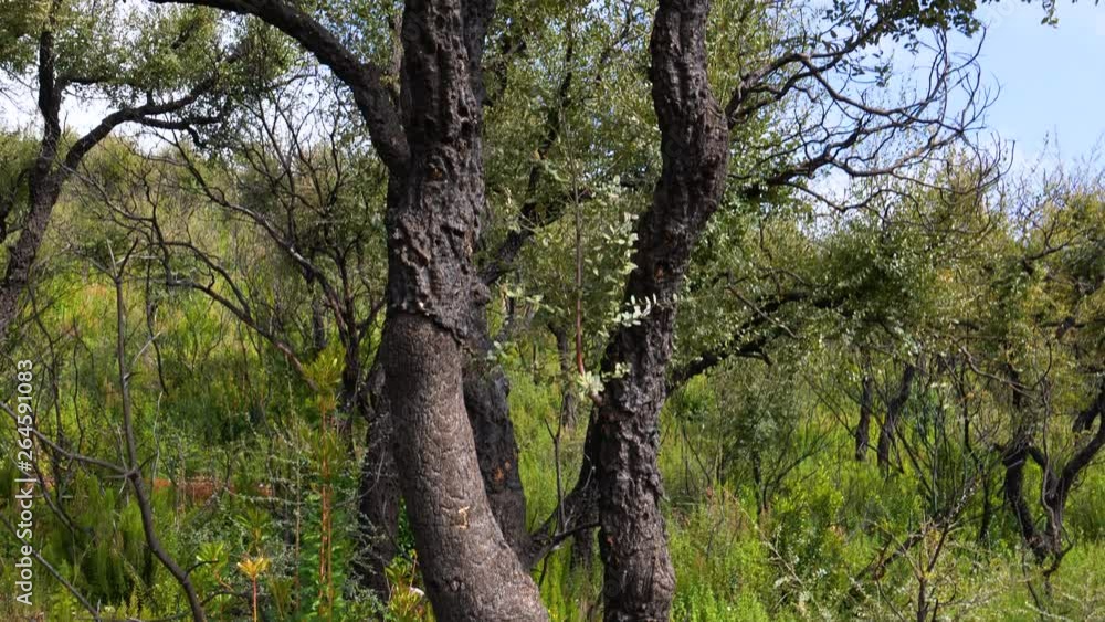 Burnt cork oak tree with new green growth, moving shot. Maquis forest, South of France Burnt cork oak tree with new green growth, moving shot. Maquis forest, South of France