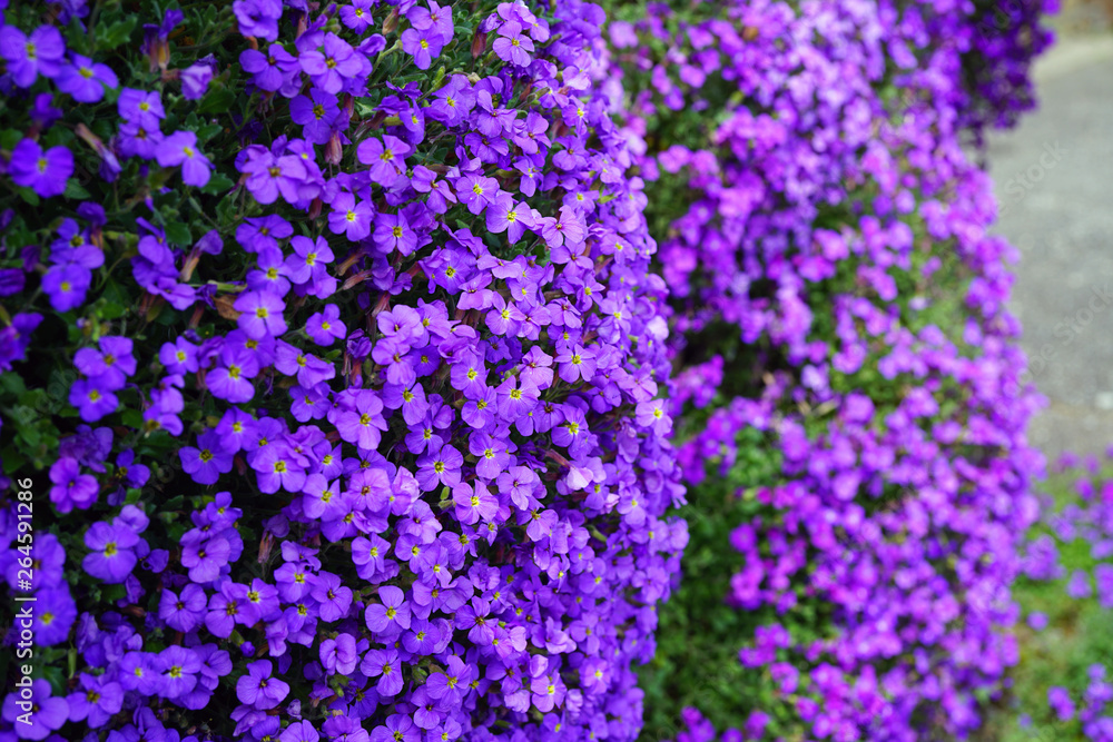 Fototapeta premium Flowers of purple rock cress (Aubrieta deltoidea) growing on a rock