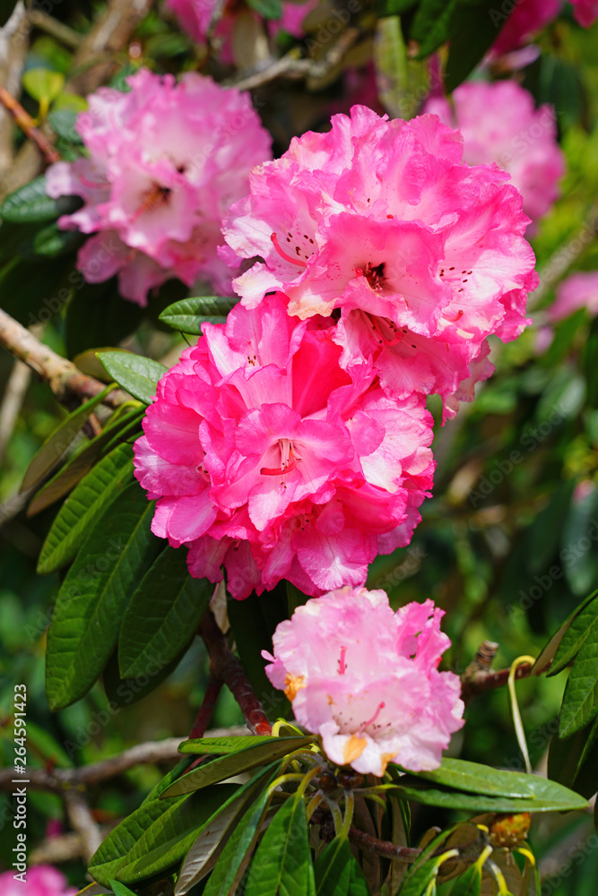 Pink rhododendron flowers growing on a shrub in the spring