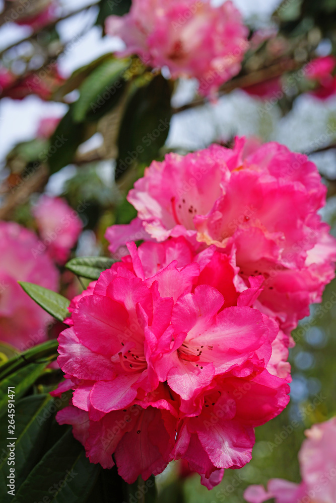 Pink rhododendron flowers growing on a shrub in the spring Pink rhododendron flowers growing on a shrub in the spring