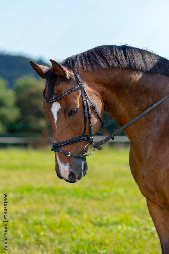 Horse brown in the pasture with reins and bridle in head portrait.. Horse brown in the pasture with reins and bridle in head portrait..