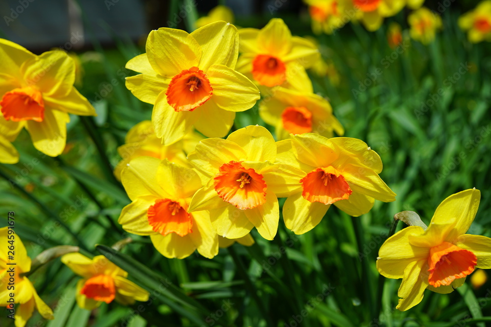 Bunches of yellow and orange narcissus daffodil flowers Bunches of yellow and orange narcissus daffodil flowers