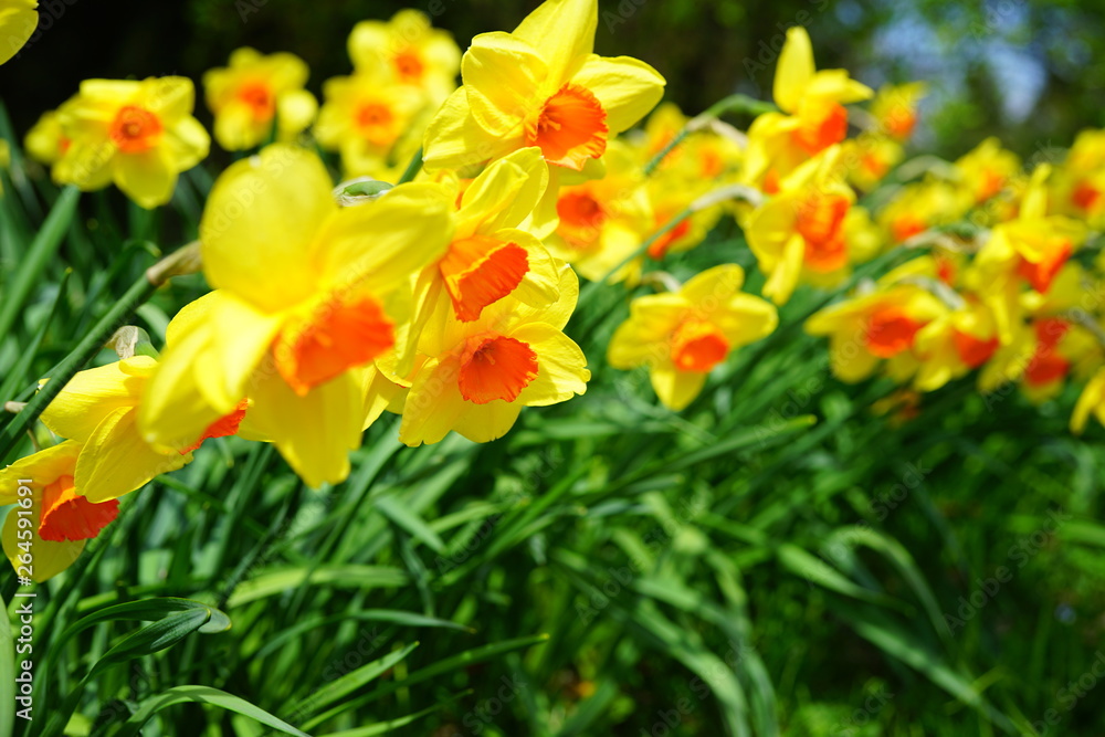 Bunches of yellow and orange narcissus daffodil flowers Bunches of yellow and orange narcissus daffodil flowers