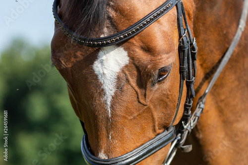 Horse brown in the pasture with reins and bridle in head portrait, close-up of the eye..