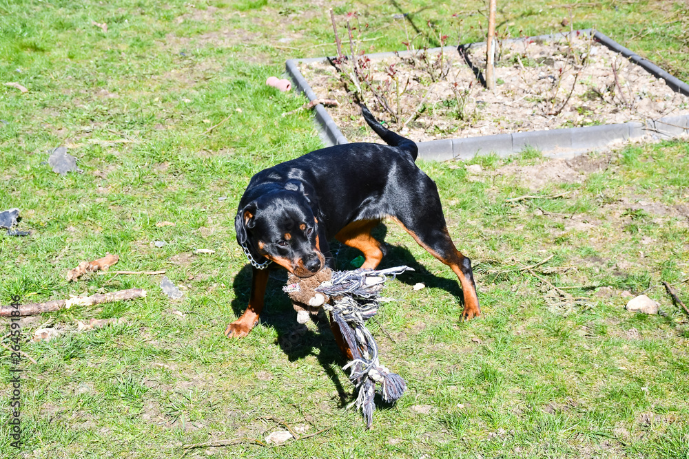 Young rottweiler playing with toy Young rottweiler playing with toy