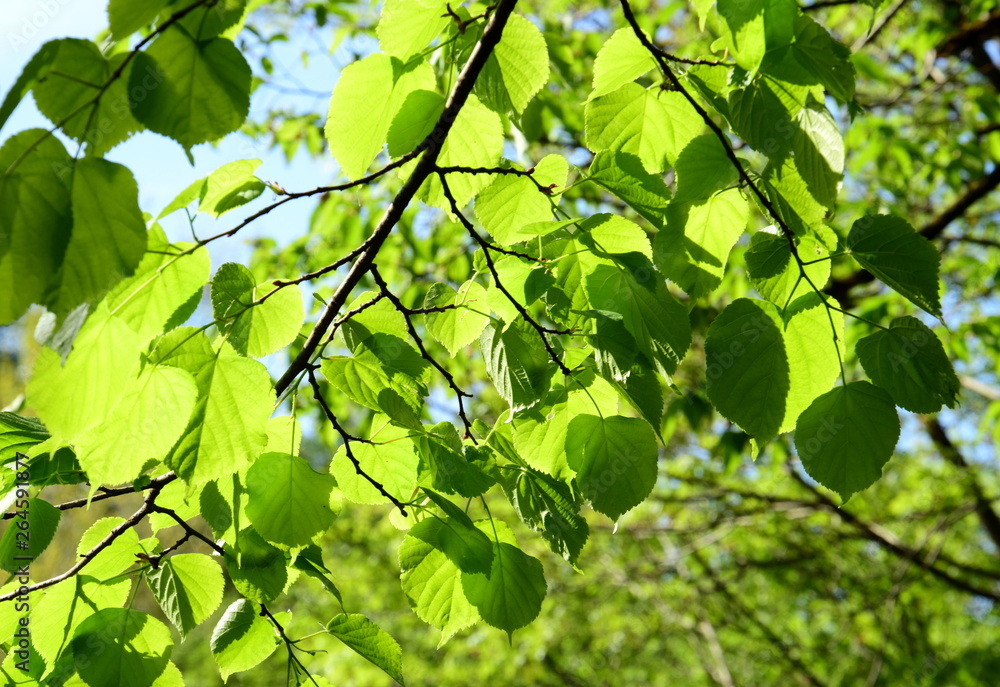 Von der Sonne beschienenes frisches Laub im Laubwald im Frühling 