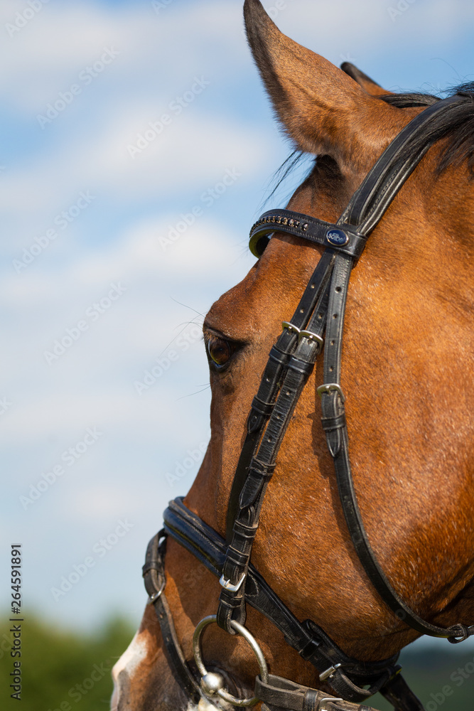Horse brown in the pasture with reins and bridle in head portrait, close-up of the eye.. Horse brown in the pasture with reins and bridle in head portrait, close-up of the eye..