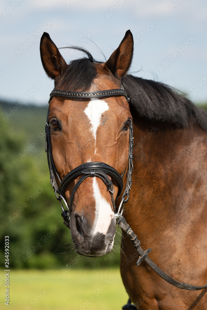 Horse brown in the pasture with reins and bridle in head portrait.. Horse brown in the pasture with reins and bridle in head portrait..