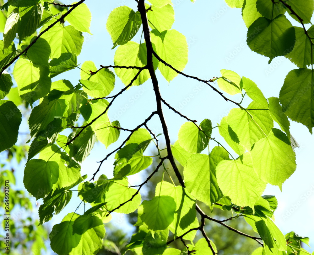 Von der Sonne beschienenes frisches Laub im Laubwald im Frühling Von der Sonne beschienenes frisches Laub im Laubwald im Frühling