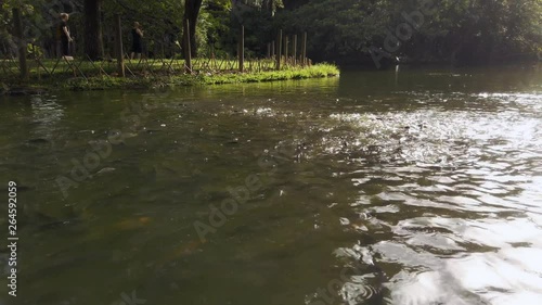 A lot of fish are fighting for food in a natural lake photo