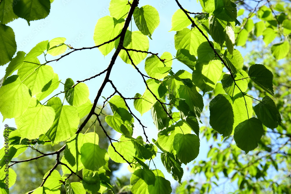 Von der Sonne beschienenes frisches Laub im Laubwald im Frühling 