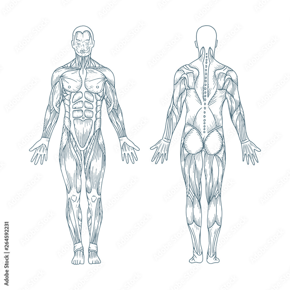 Human Anatomy Hand Drawn Human Body Anatomy Male Body Muscular System 