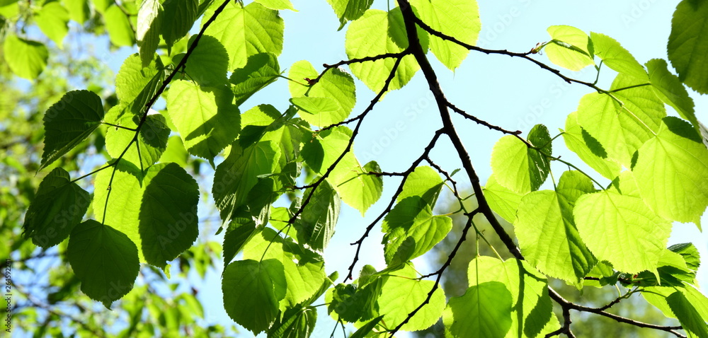 Von der Sonne beschienenes frisches Laub im Laubwald im Frühling Von der Sonne beschienenes frisches Laub im Laubwald im Frühling