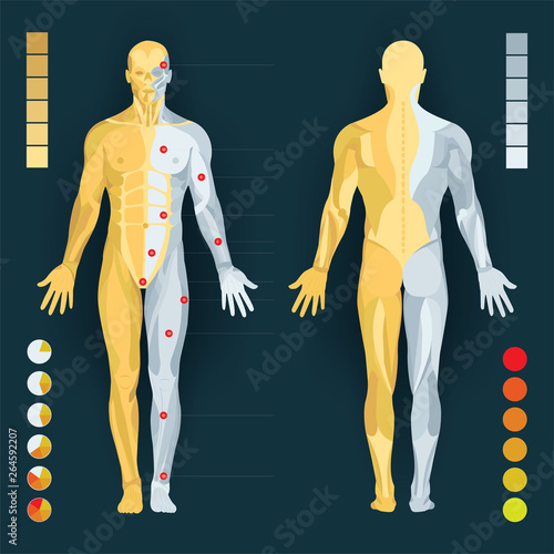 Human anatomy diagram. Human body anatomy and pain charts. Male body muscular system. Part of set.
