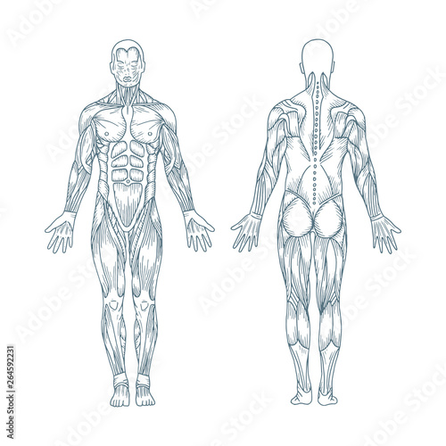 Human anatomy. Hand drawn human body anatomy. Male body muscular system sketch drawing. Part of set.