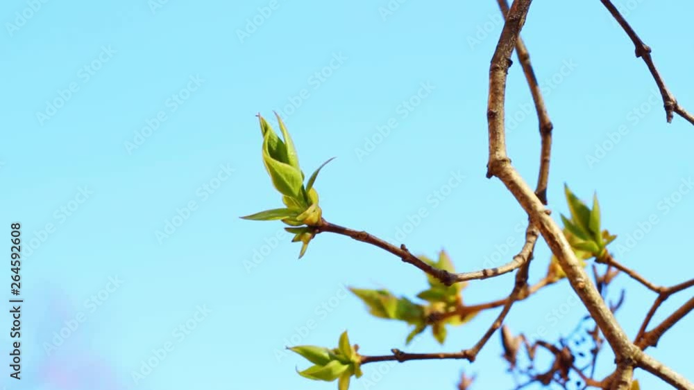 Abstract vivid flora leaves moving with blue clear skies in the background, close up shot Abstract vivid flora leaves moving with blue clear skies in the background, close up shot
