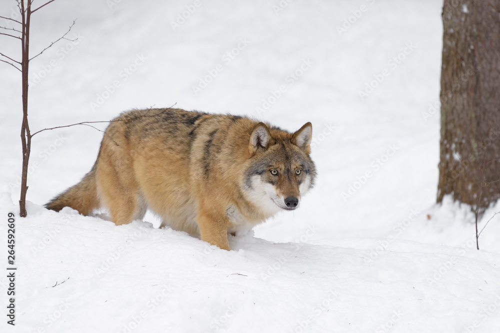 Wolf Wolf