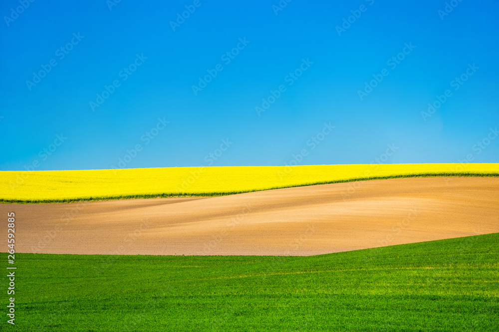 Obraz premium Colza field landscape. Beautiful farmland. Ecology concept